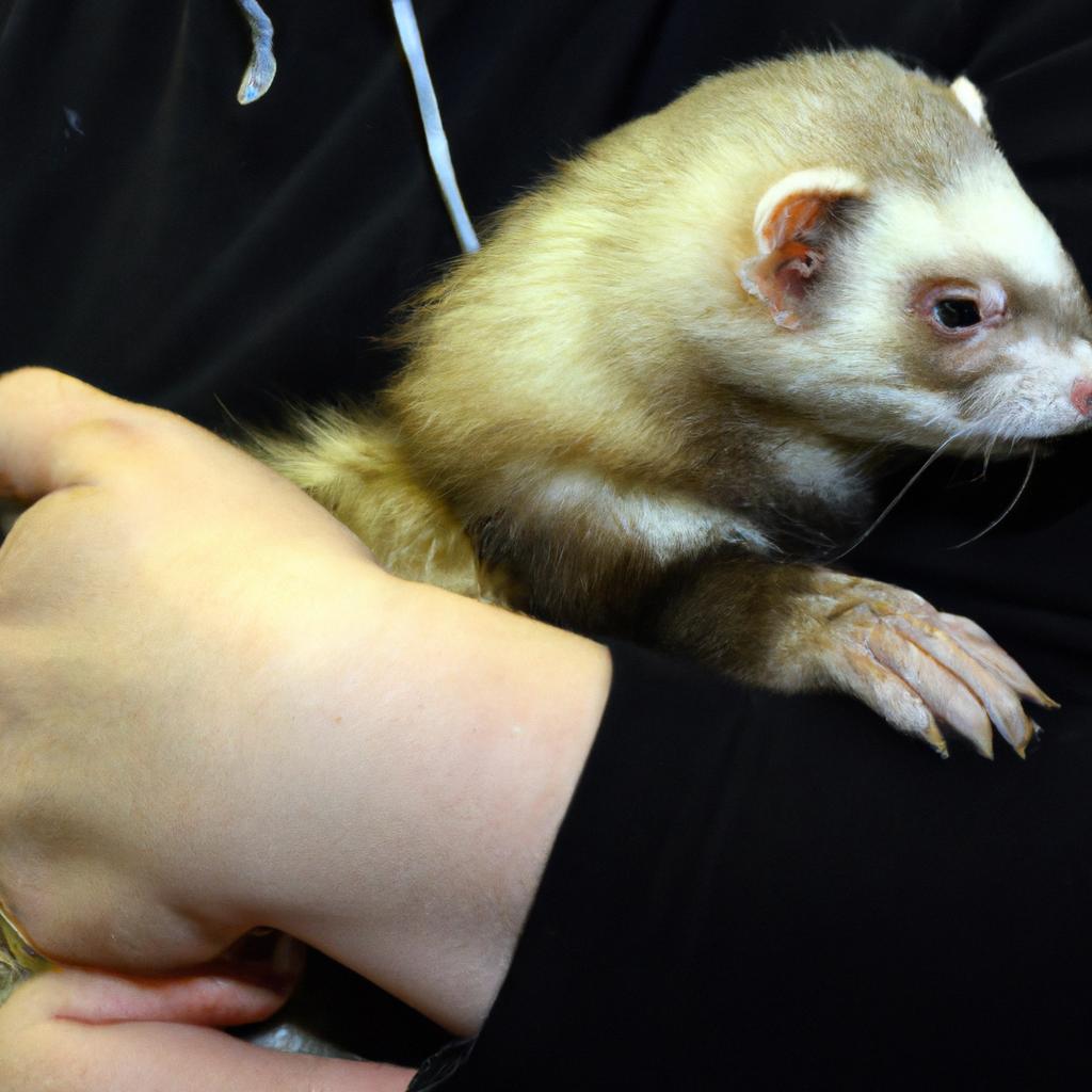 This friendly ferret is ready to be adopted in Texas